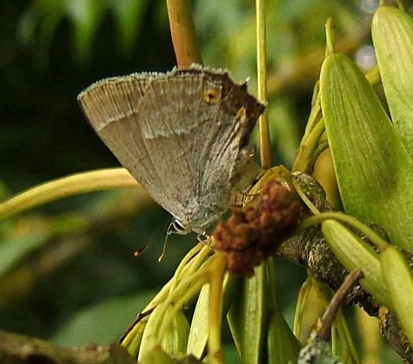 Favonius quercus Favonius quercus